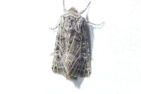 Tholera decimalis