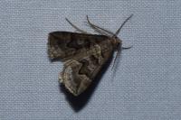 Scotopteryx peribolata