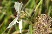 Leptidea sinapis