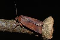Anchoscelis haematidea