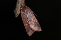Anchoscelis haematidea