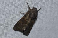 Aporophyla lueneburgensis