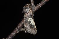 Diloba caeruleocephala