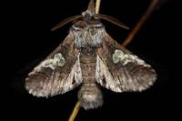Diloba caeruleocephala