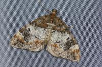 Dysstroma truncata