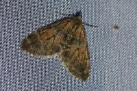 Thera obeliscata
