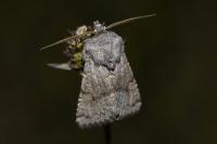 Aporophyla lueneburgensis