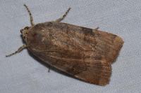 Noctua interjecta