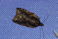 Acleris umbrana