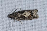Epinotia immundana