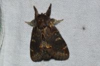 Notodonta dromedarius