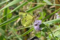 Colias crocea