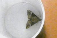 Hypena obsitalis