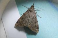 Hypena obsitalis