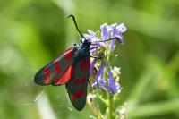 Zygaena filipendulae