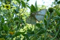 Patania ruralis