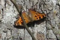 Nymphalis polychloros