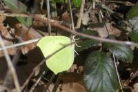 Gonepteryx rhamni
