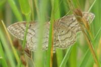 Idaea macilentaria