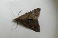 Hypena obsitalis