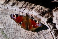 Aglais io