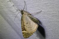 Chloroclysta siterata