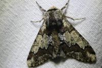 Biston strataria