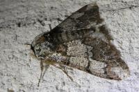 Biston strataria