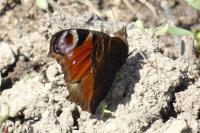 Aglais io