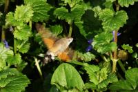 Macroglossum stellatarum