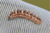 Nola infantula