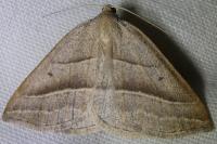 Petrophora chlorosata