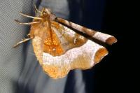 Selenia tetralunaria