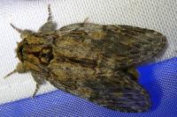 Peridea anceps