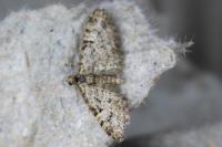 Eupithecia dodoneata