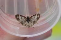 Eupithecia irriguata