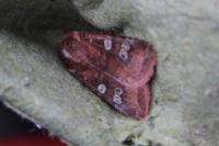 Cerastis leucographa