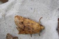 Conistra rubiginea