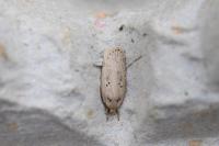 Agonopterix yeatiana
