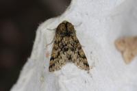 Apocheima hispidaria