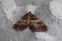 Earophila badiata