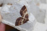 Earophila badiata