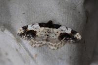 Ligdia adustata
