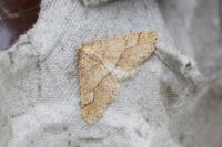 Phigaliohybernia marginaria