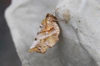 Selenia dentaria