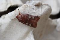 Cerastis leucographa