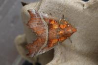 Scoliopteryx libatrix
