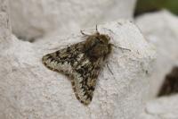 Apocheima hispidaria