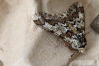 Biston strataria