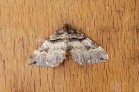 Earophila badiata